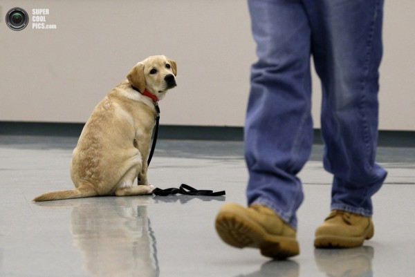 Заключенные США обучают собак для ветеранов с инвалидностью
