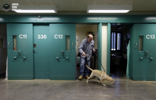 Заключенные США обучают собак для ветеранов с инвалидностью