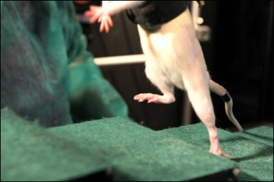 Изолированный участок поврежденного спинного мозга почти сразу «вспомнил», как надо управлять конечностями, и подопытная крыса смогла двигать ногами.