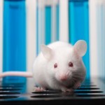 Экспериментальное вещество обращает у мышей признаки синдрома Дауна
