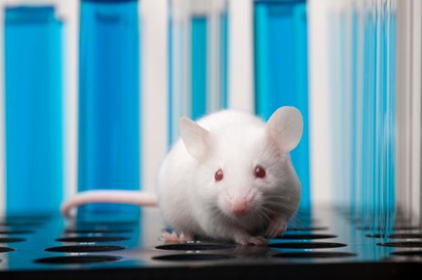 Экспериментальное вещество обращает у мышей признаки синдрома Дауна