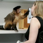 В США хотят узаконить обезьян-помощников