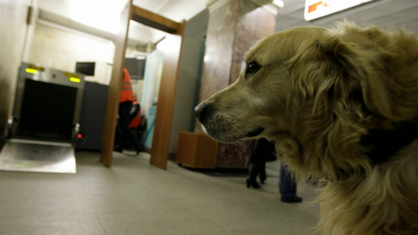 Метрополитен открывает курсы для собак-поводырей