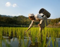В Индии набирает популярность акция Rice Bucket Challenge