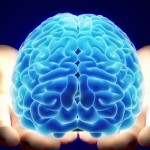 Ученые впервые смогли вырастить в лаборатории человеческий мозг