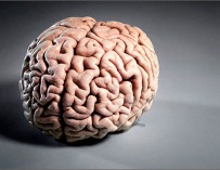 Ученые впервые вырастили в пробирке взрослый мозг человека
