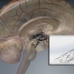 Австралийцы нашли способ починить спинной мозг
