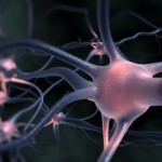 Агрегированный в нервных клетках белок может вызывать БАС