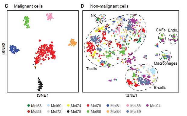 Рисунок: Itay Tirosh et al. / Broad Institute of MIT and Harvard Профили экспрессии генов, по которым можно отличить злокачественные и доброкачественные клетки раковой опухоли.